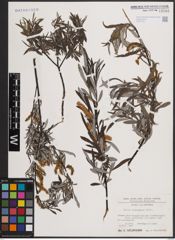 Foto von Salix eleagnos Scop.
